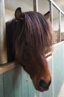 Icelandic horse in stable